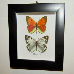 Желтушка Colias heos рамке