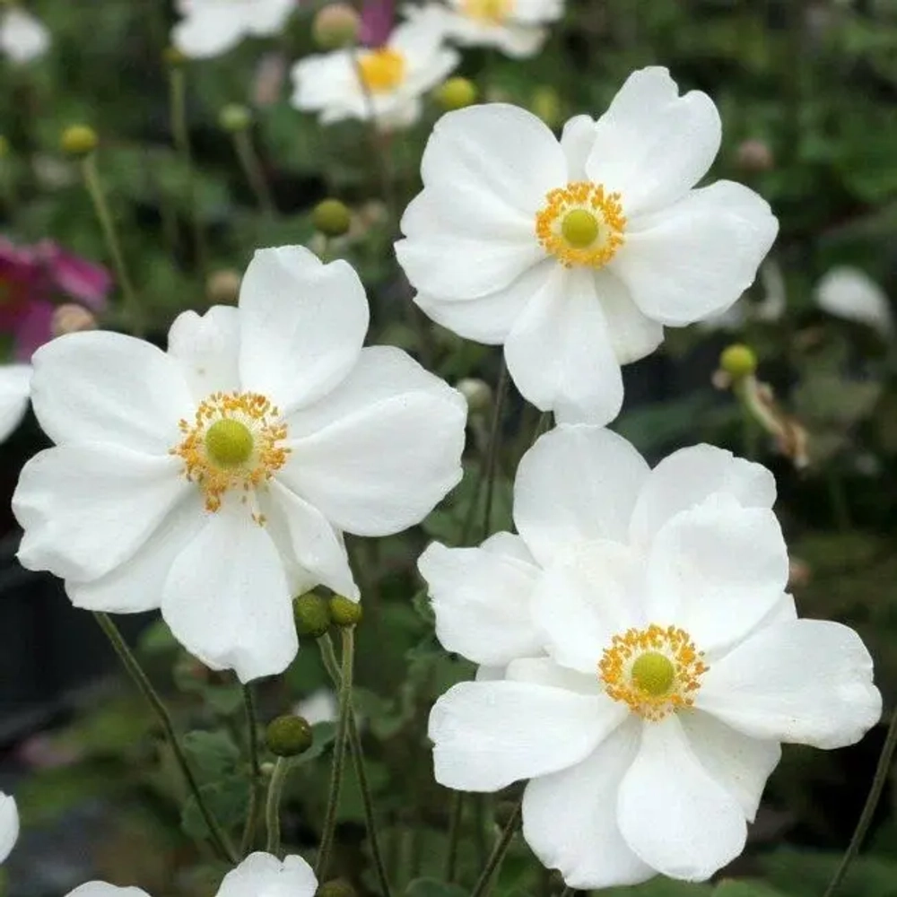 Анемона гибридная Андреа Аткинсон С2 Закупка М39 июнь 2026