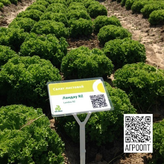 Ландау семена салата лолло блонда (Rijk Zwaan / ALEXAGRO) культура – фото 7