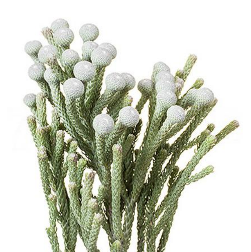 Бруния Левис