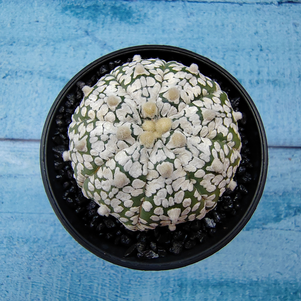 Astrophytum Asterias (Астрофитум)
