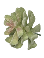 Суккулент 123 сизый