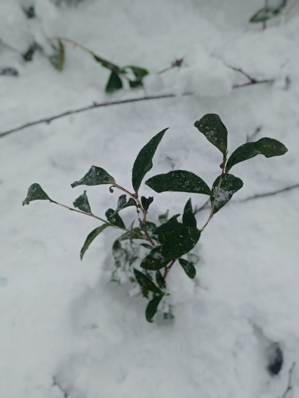 Сумасшедший март в Гурии