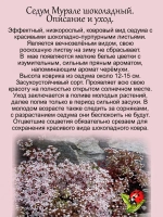 Седум Мурале шоколадный очиток