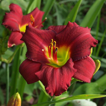 Лилейник Крупноцветковый Бордовый С Желтой Серединой