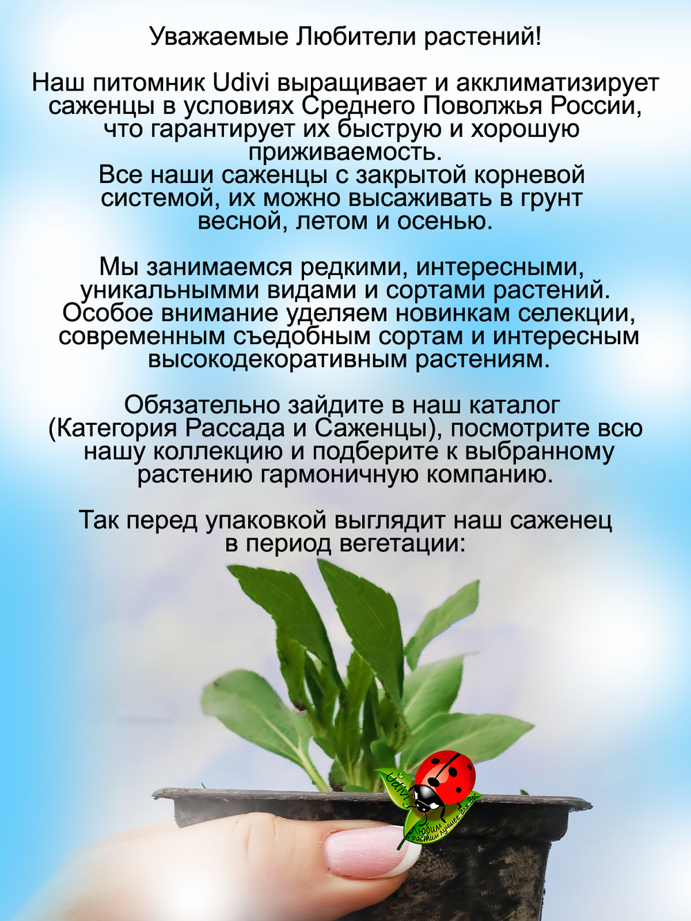 Топинамбур иерусалимский артишок сладкий картофель