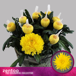 Pjotr (NL)