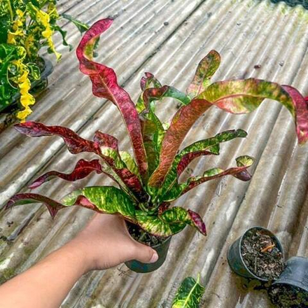 Кротон THA MUANG