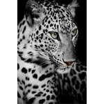 Картина интерьерная без подрамника «САНТИМО», ягуар, 40*60см (термоусадочная пленка)