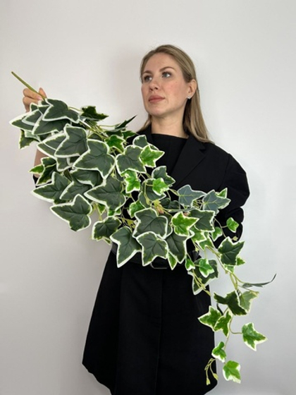 Плющ Тайс пестрый / Арт 4223