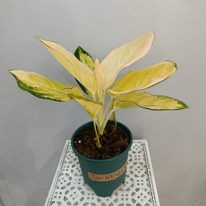 Аглаонема Кочин