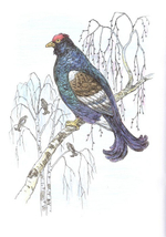 Альбом для раскрашивания полноцветный. Раскраски