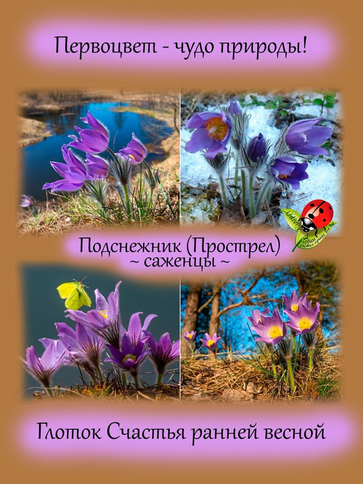 Подснежник Фиолетово-голубой прострел первоцвет