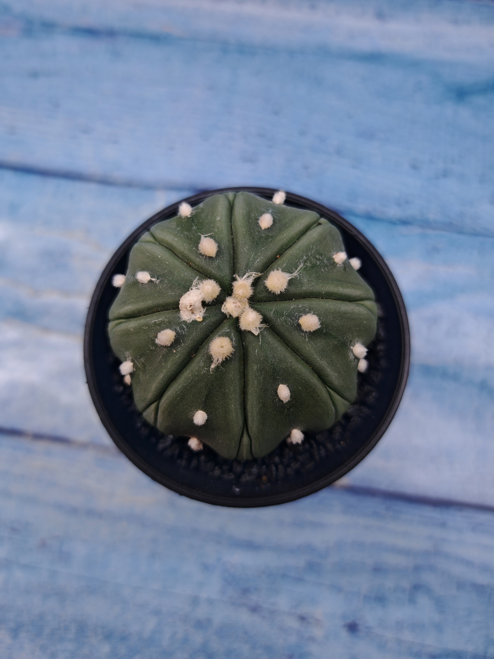 Astrophytum Asterias (Астрофитум)