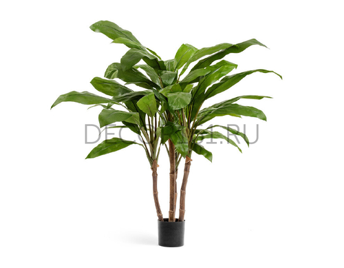 Кордилина зелёная крупнолистная на стволах в-100 см (4 ствола) 2/2 10.1006N