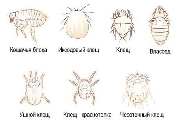 Паразиты у кошки