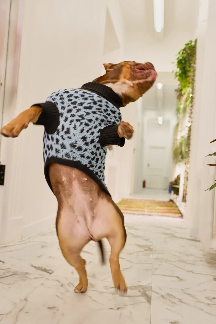 Для собачки