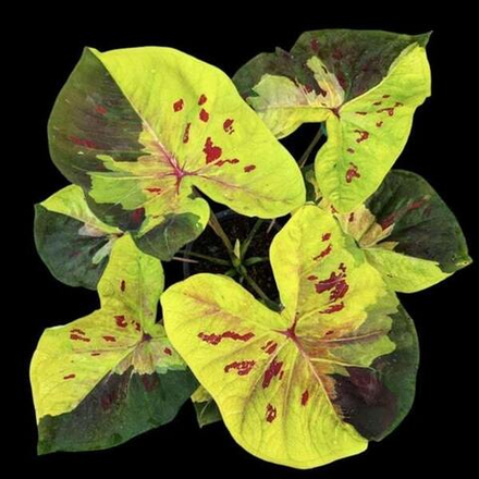 Каладиум THONG TARA