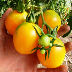 Помидоры Алыча