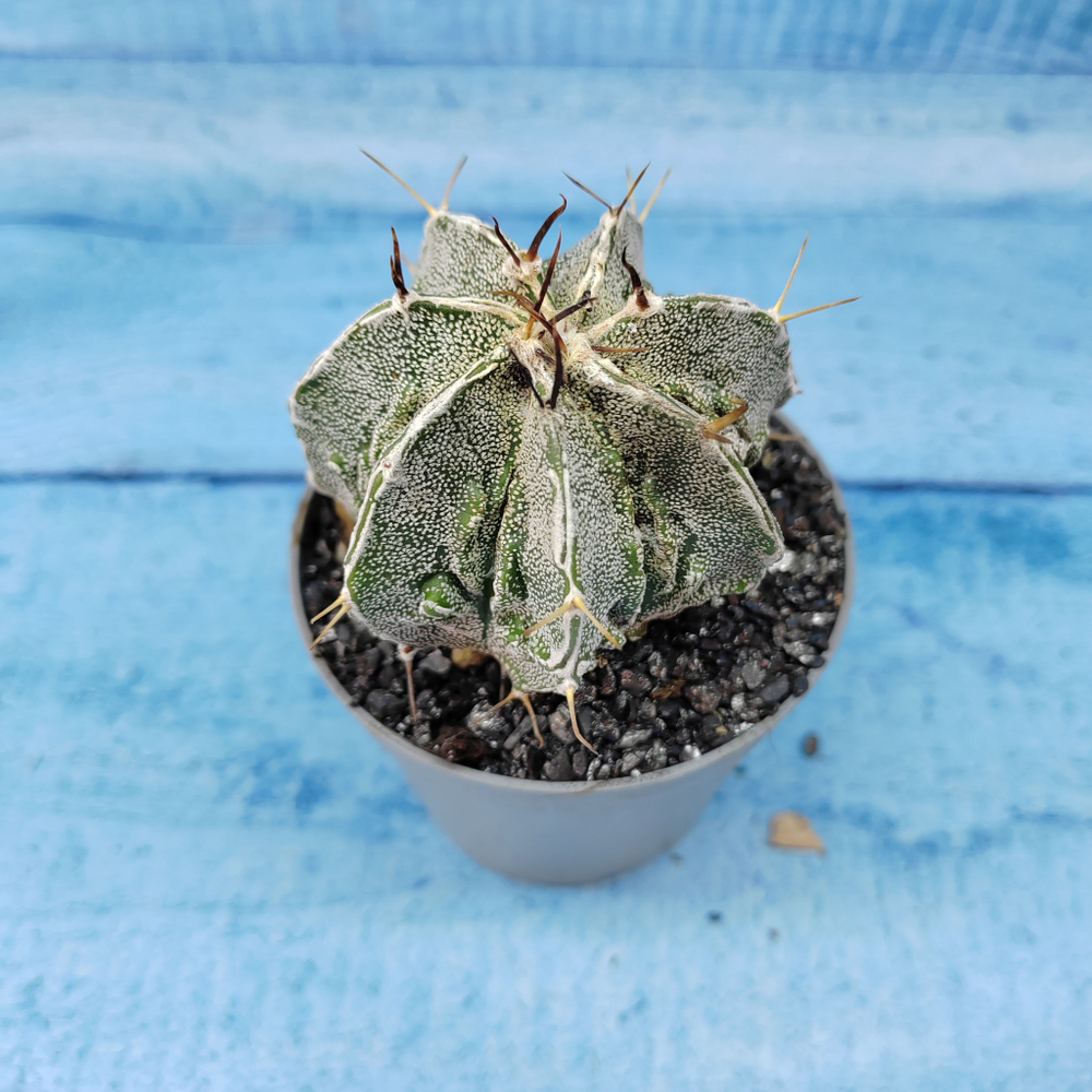 Astrophytum Myriostigma cv. Fukuryu (Астрофитум)