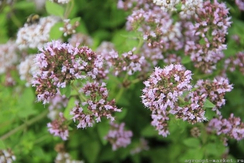 Органза семена душицы (Гавриш)