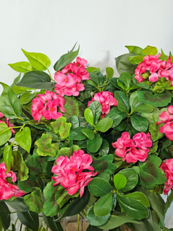 Герань малиновая ампельная с зеленью 80см в длинном кашпо