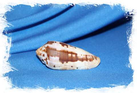 Конус циркумцисус (Conus circumcisus) 7,3см. 1шт.