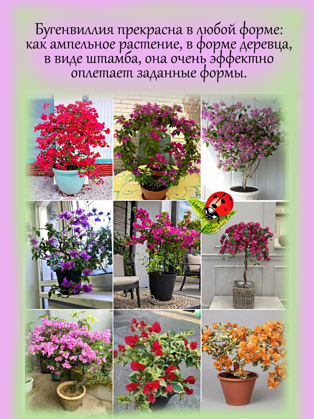 Бугенвилия Дельта Давн Денежный цветок