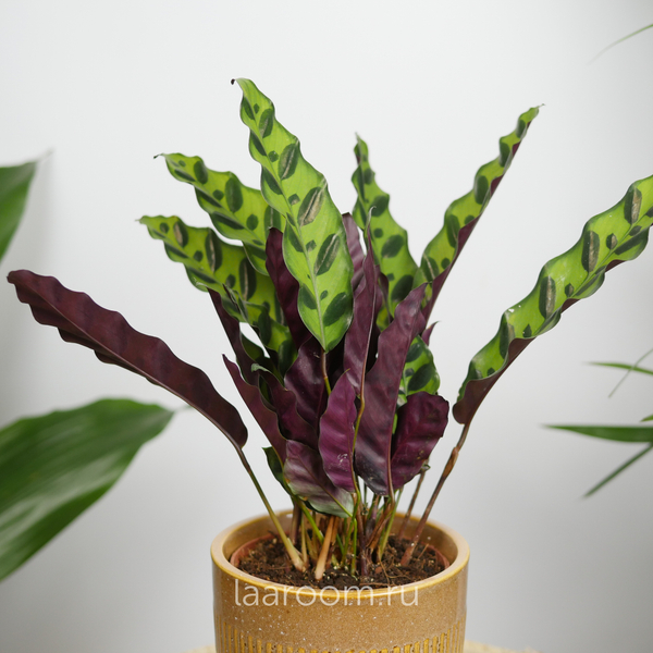 Калатея Лансифолия 12/30