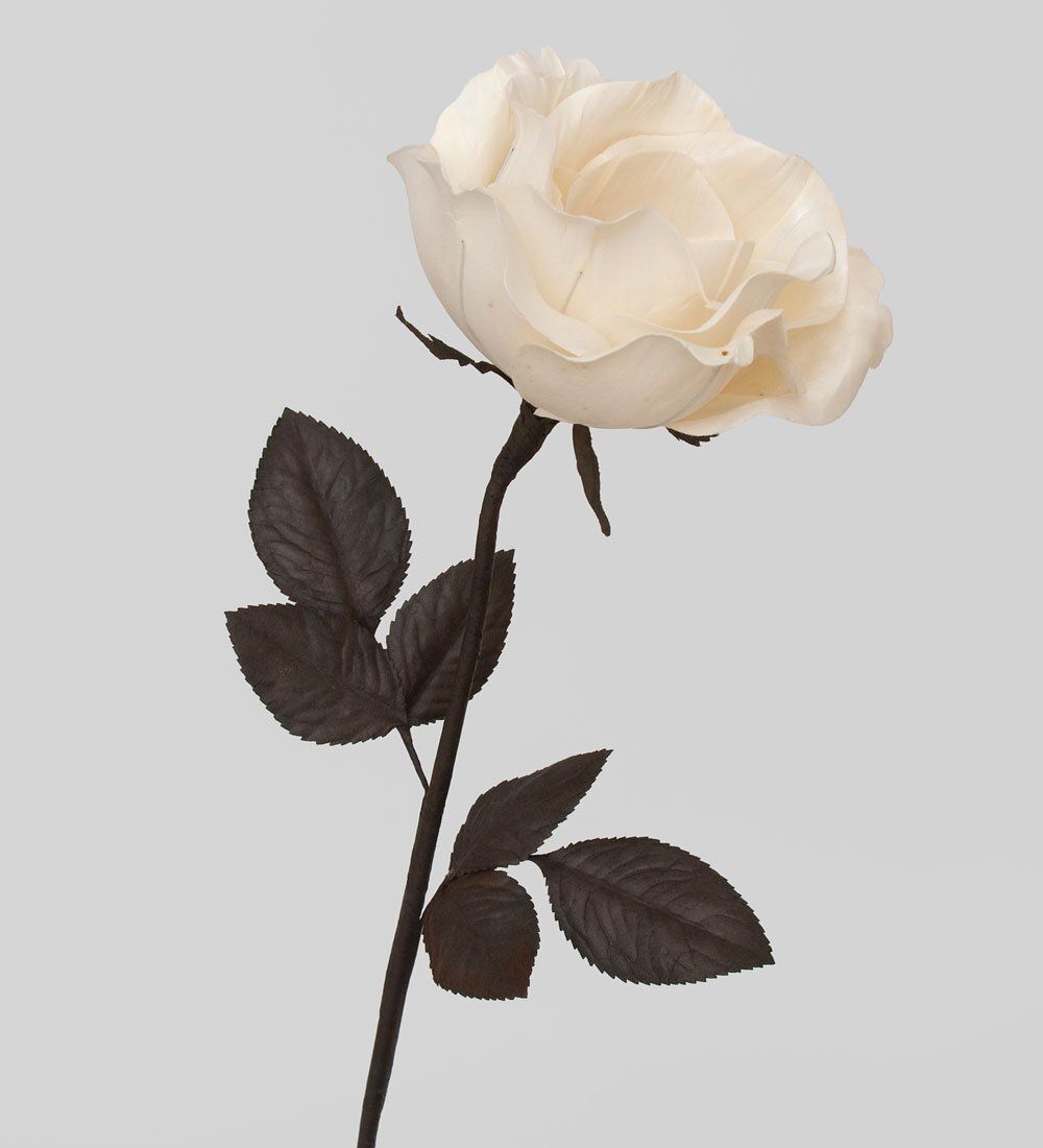 TR 401 Распустившаяся роза