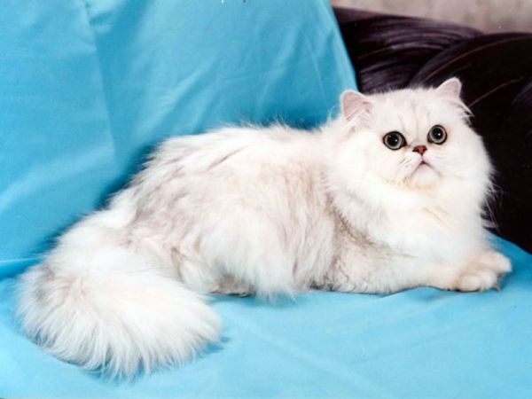 Персидская шиншилла