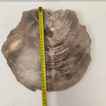 Набор из окаменелого дерева 4 предм Fossil Set NF-63282 поднос 149