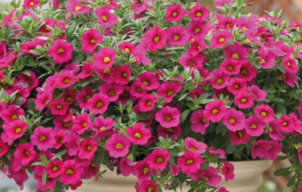 ЕВРО Калибрахоа Million Bells Trailing Fuchsia укореннный черенок ОКС конец декабря