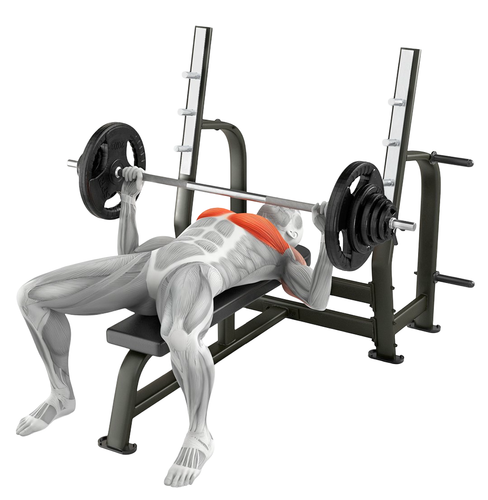 anatomy_male_muscular_system_bench_press_001_1_.png