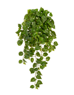 Филодендрон Элегант ампельный большой новый в-90 см (Sensitive Botanic) 6/24 20.1378XL