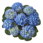 «Фаболо Блю» («Fabolo blue»)С3