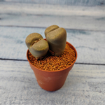 Lithops sp. (Живые камни)