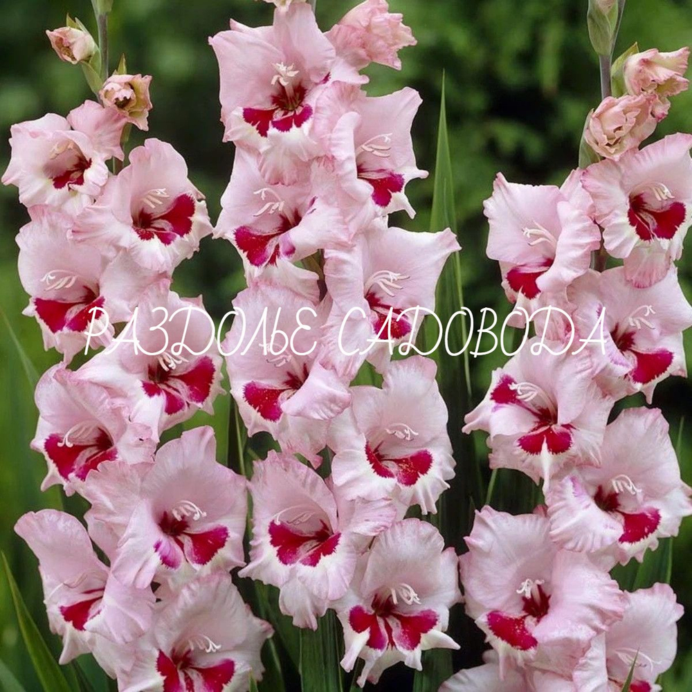 Гладиолус Вайн энд Розес