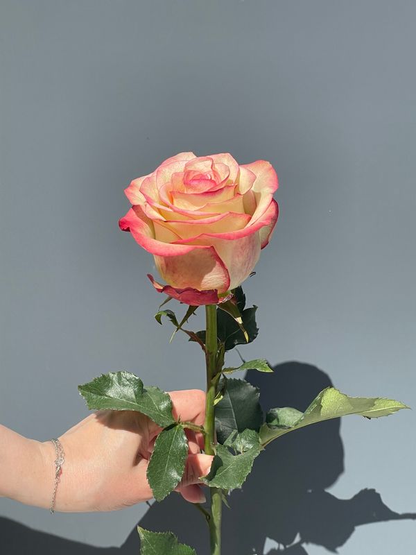 Роза сорта "Кабарет"