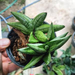 Сансевиерия BONCEL MINI