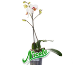 Фаленопсис