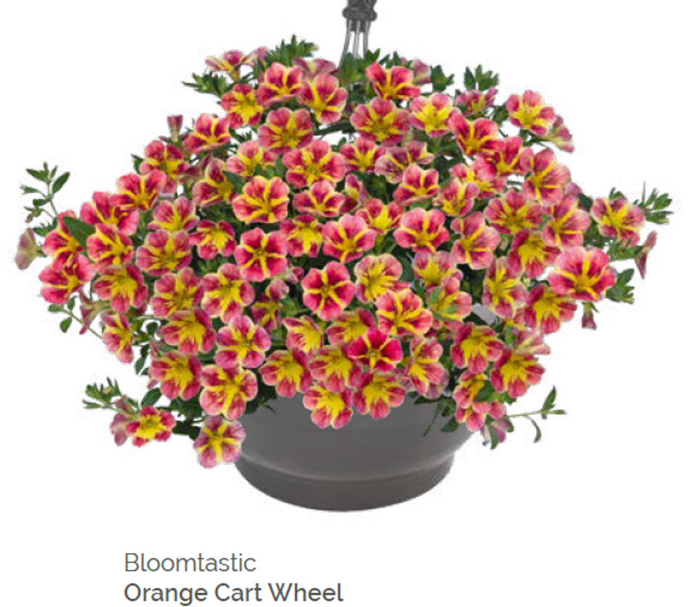 Калибрахоа Bloomtastic Orange Cartwheel укорененный черенок ОКС конец ноября