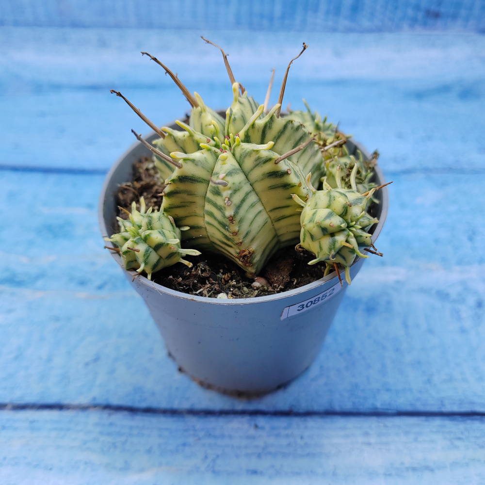 Euphorbia meloformis f. Variegated (Эуфорбия вариегатная)