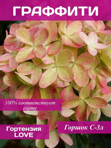 Гортензия Граффити