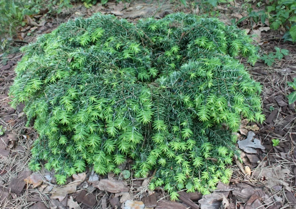 Тсуга канадская Джедделох С5 20-30 см Закупка М49 весна 2026