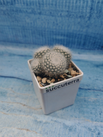 Notocactus Scopa (Нотокактус)