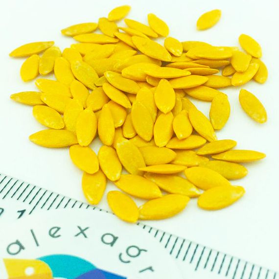 БЬЕРН F1 семена огурца партенокарпического (Enza Zaden) отзывы