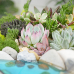 Готовый флорариум с суккулентами Валун с озером