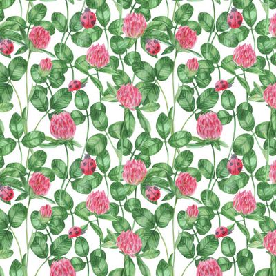 Клевер и божьи коровки на белом фоне