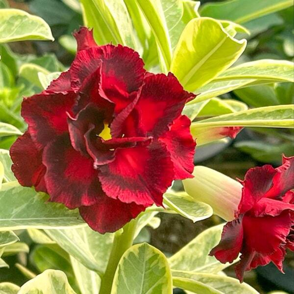 Адениум DANG THANG THONG вар